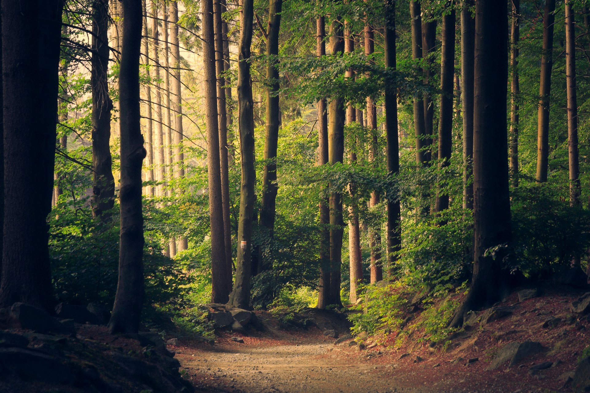 Sunlit redwood forest